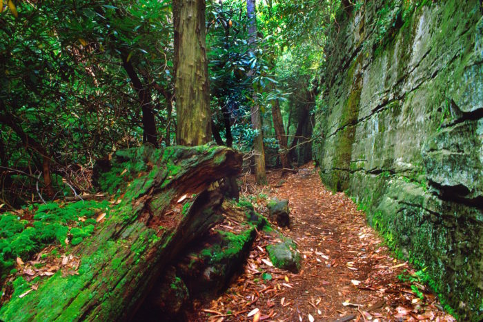 Coopers Rock, woods, summer