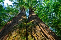 West Virginia State Parks green initiatives help save the environment