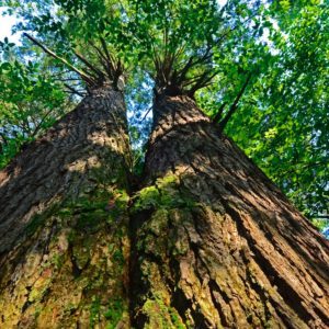 West Virginia State Parks green initiatives help save the environment