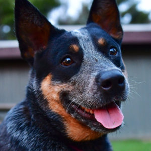 WV State Parks Offer Pet-Friendly Cabins for You and Your Best Friend