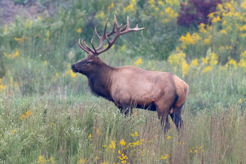 Elk Management Project Tours begin at Chief Logan Lodge in September ...