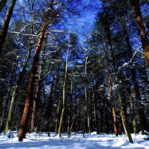 Your Guide to Relaxation at West Virginia State Parks