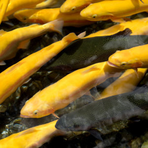 WV Gold Rush returns April 1-6 with more chances to strike gold