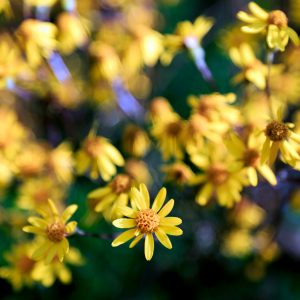 Get ready for spring by searching for these  wildflowers
