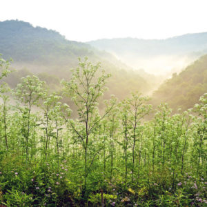 Welcome the first day spring at these 10 state parks