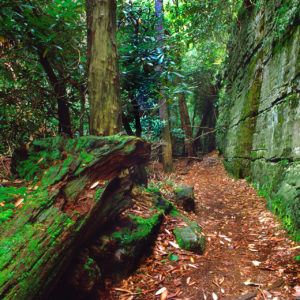 5 WVSP hikes to enjoy on Take a Walk in the Park Day