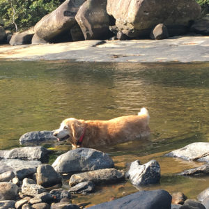 Bring Your Furry Friends on Your Next WV State Park Adventure