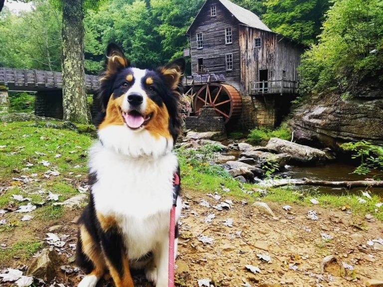 Unleashing Adventure: State Parks That Welcome Your Furry Friend