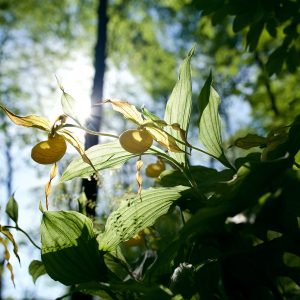 Find these rare and beautiful wildflowers at WV state parks and forests