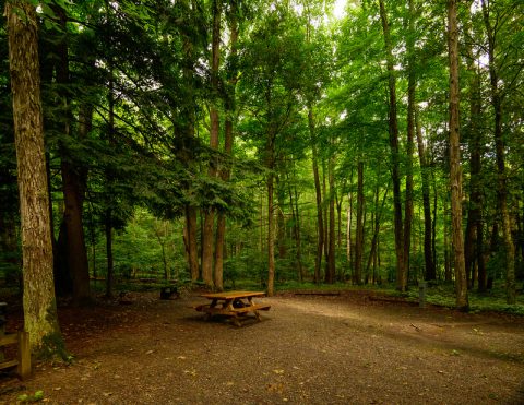 Greenbrier State Forest Camping - West Virginia State Parks