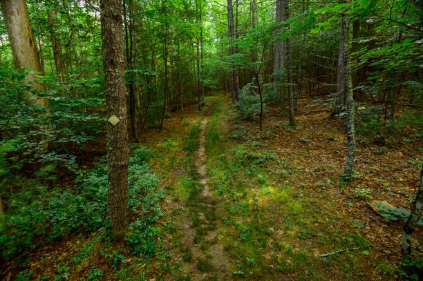 Greenbrier State Forest Camping - West Virginia State Parks