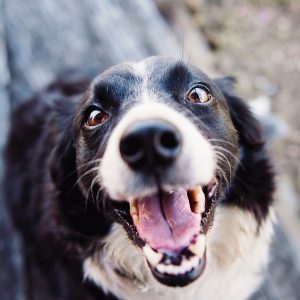 Celebrate National Dog Day with a visit to West Virginia state parks