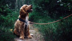 4 reasons why your dog loves West Virginia’s state parks