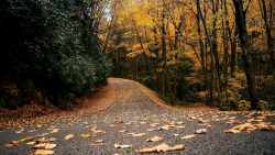 4 Babcock attractions other than the grist mill you need to see this fall