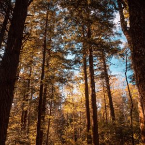 Biggest, oldest trees in WV are at this state park