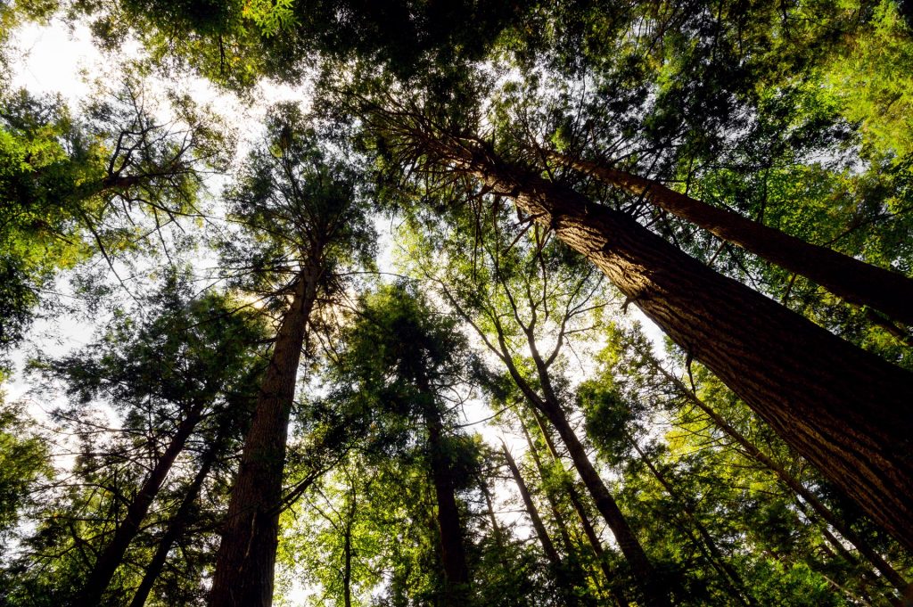 Biggest, oldest trees in WV are at this state park West Virginia