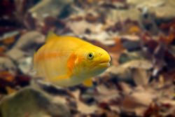 West Virginia Gold Rush returns March 29