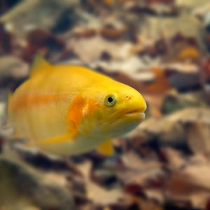 Embark on an Angling Adventure with West Virginia State Parks’ Gold Rush Special