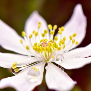 Capture some forest magic with a spring wildflower walk