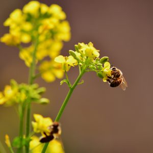 Pollinator zones at state parks are abuzz with action