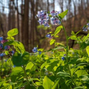 Start Planning Your Spring Break Getaway at a West Virginia State Park