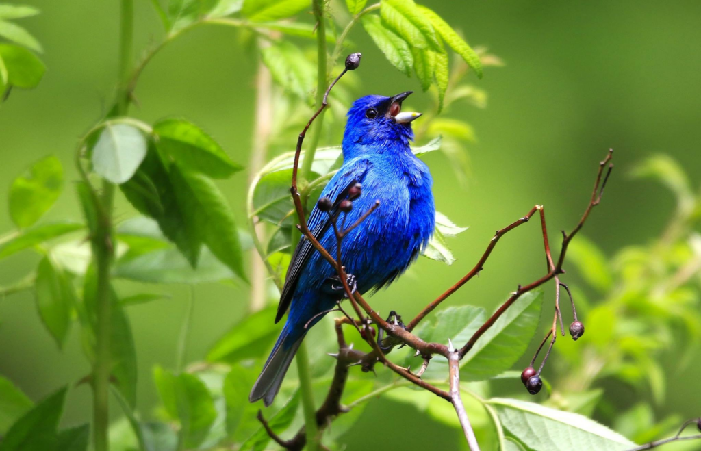 Annual Bird Walks: Prickett’s Fort - West Virginia State Parks