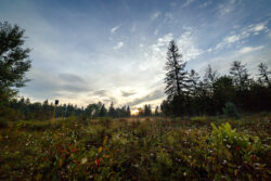 Lightly wooded area of Blackwater Falls State Park during the summer.