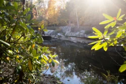 Side view of river in the woods at Audra State Park during the fall.