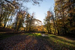 Ground level view of sun setting behind lighted wooded area during the fall.