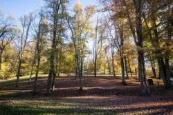 Ground-level view of lightly wooded area with fall leaves covering the ground.