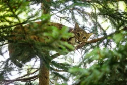 Close-up view of bobcat sitting in a tree.