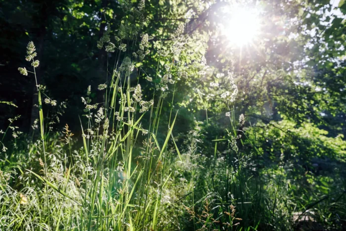 High grass and woods area with sun peaking through the trees at Beech Fork State Park.