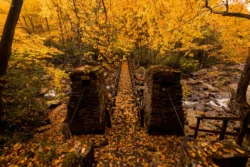 Hiker's view of a walking trail at Babcock State Park during peak fall foliage.