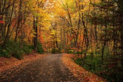 Ground-level view of a road in the woods during the fall.