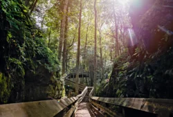 A walker's point-of-view walking on the wooden boardwalk at Beartown State Park during the summer.