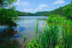 Beech Fork Lake from the shore during the summer.