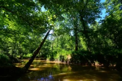 River in the woods at Beech Fork State Park during the summer.