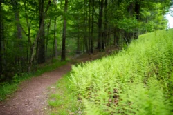 Biking trail alongside a patch of greenery during the summer in Lost River State Park.