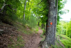 One of the trails marked for a summer hike through Lost River State Park.