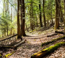 Hiking trail at Holly River State Park in the summer.
