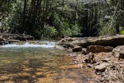 Fisherman's point-of-view when traveling along Kumbrabow's Mill Creek for fishing opportunity during the summer.