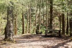 One of thirteen Mill Creek campground sites with a fire pit and picnic table during the summer.