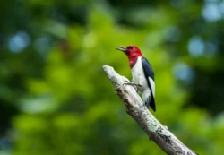 One of many bird species to be naturally spotted in North Bend State Park or the North Bend Rail Trail.