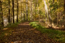 Hiking trail at Hawks Nest State Park during the fall.
