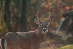 Medium shot of a buck in the woods.