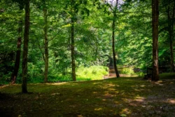 Patch of greenery overlooking Panther Creek in the summer at Panther State Forest.