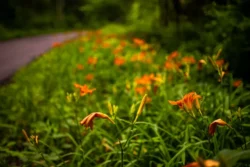 Natural flower bed along a hiking trail during the summer in Panther State Forest.