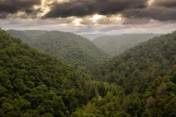 Cloudy overlook of the greenery amid Panther State Forest during the summer.