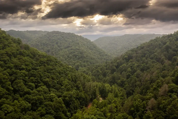 Cloudy overlook of the greenery amid Panther State Forest during the summer.