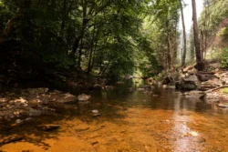 Ground-level shot amid Panther Creek during the summer.